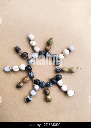 Seeds of Job's tears, scientific name Coix lacryma-jobi, arranged in a star form Stock Photo
