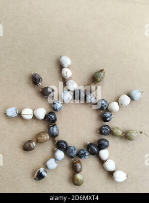 Seeds of Job's tears, scientific name Coix lacryma-jobi, arranged in a star form Stock Photo