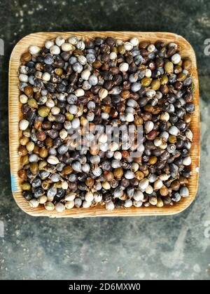 Seeds of Job's tears, scientific name Coix lacryma-jobi in a plate of bittlenut leaf. The seeds are hard in nature and comes in various colors. Stock Photo