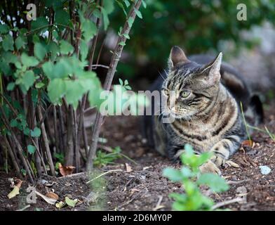 Cat resting on the ground on Kronovägen, Stocksund, Stockholm, Sweden Stock Photo