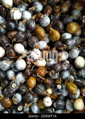 Seeds of Job's tears, scientific name Coix lacryma-jobi Stock Photo