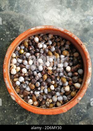 Seeds of Job's tears, scientific name Coix lacryma-jobi in a clay pot Stock Photo