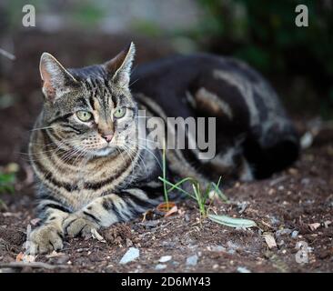 Cat resting on the ground on Kronovägen, Stocksund, Stockholm, Sweden Stock Photo