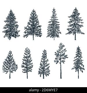 Pine and spruce trees. Vector sketch illustration. Forest and nature hand drawn design elements set. Stock Vector