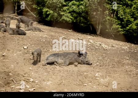 Cute black wild pigs lying in the swamp. Photo of wild nature. Stock Photo