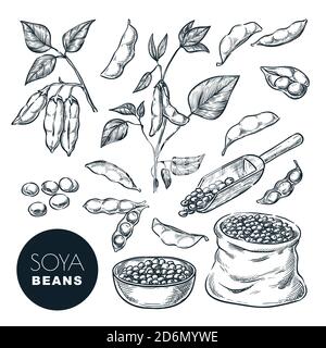 Soybean sketch vector illustration. Soya beens, pod on green plant and seeds in sack. Hand drawn isolated design elements. Stock Vector