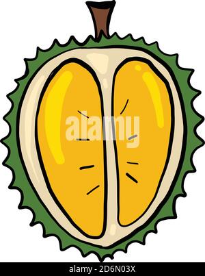 Durian cut in half, illustration, vector on white background Stock Vector