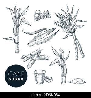 Sugar cane plant and leaves sketch vector illustration. Natural organic sweetener. Hand drawn isolated design elements. Stock Vector