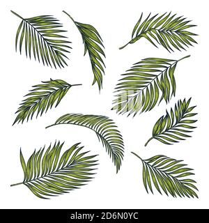 Tropical coconut palm leaves set, isolated on white background. Vector color sketch illustration. Hand drawn tropic nature and floral design elements. Stock Vector