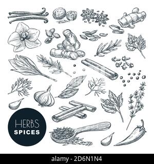 Spices and herbs set. Vector hand drawn sketch illustration, isolated on white background. Cinnamon, pepper, anise, clove, ginger, cooking icons and d Stock Vector