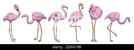 Pink flamingo in various poses, vector color sketch illustration. Tropical birds hand drawn print design elements set Stock Vector