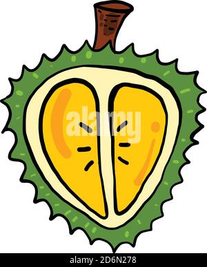 Durian in half, illustration, vector on white background Stock Vector