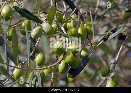 Olive fruit close-up Stock Photo