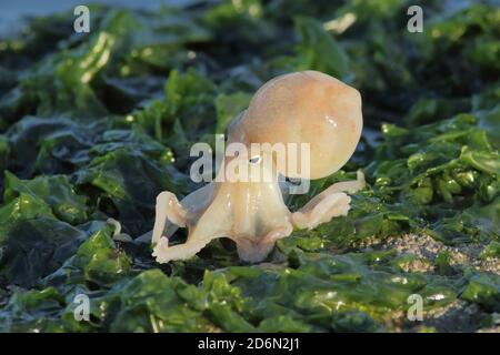 curled octopus ( Eledone cirrhosa ) Stock Photo