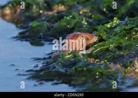 Curled octopus, lesser octopus, horned octopus (Eledone cirrhosa ...