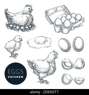 Chicken farm fresh eggs. Vector set of sketch design elements. Hand drawn hen, poultry and little chicken, isolated on white background. Stock Vector