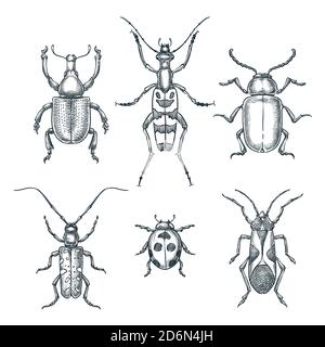 Beetles and bugs vector sketch illustration. Set of doodle hand drawn insects isolated on white background. Stock Vector