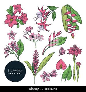 Tropical floral design elements set. Vector color sketch flowers illustration, isolated on white background. Hand drawn tropic vintage nature blossom. Stock Vector