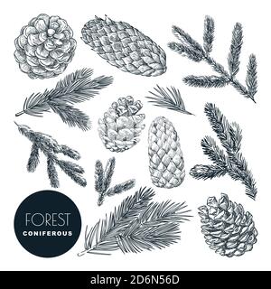 Pine and spruce tree branches and cones set. Vector sketch hand drawn illustration. Winter holiday, Christmas or New Year design elements. Autumn coni Stock Vector