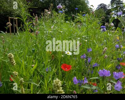 Wild flowers in the summer in the British countryside Stock Photo