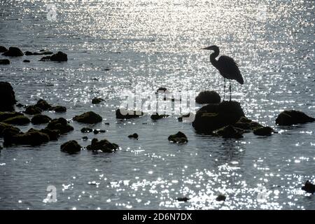 Blue Heron Silhouetted in Morning Light along Biscayne National Park Stock Photo
