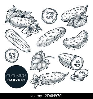 Cucumbers harvest sketch vector illustration. Green fresh salad vegetables. Hand drawn agriculture and farm isolated design elements. Stock Vector