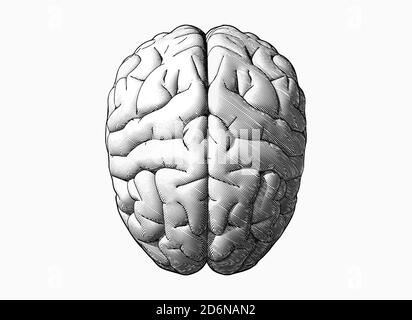 Engraving top view brain in monochrome color isolated on white background Stock Photo