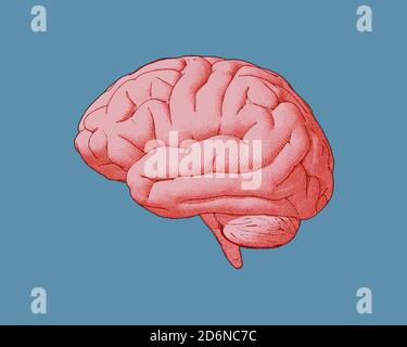 Pink engraving drawing brain illustration isolated on blue green ...