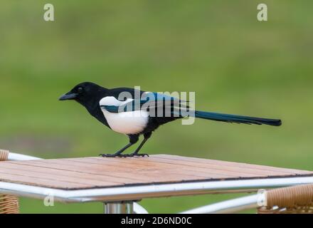 Side view of a Eurasian Magpie bird (Pica pica) standing on a table in Autumn in West Sussex, England, UK. Stock Photo