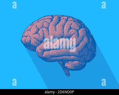 Engraving light blue brain in oblique perspective view isolated on blue ...