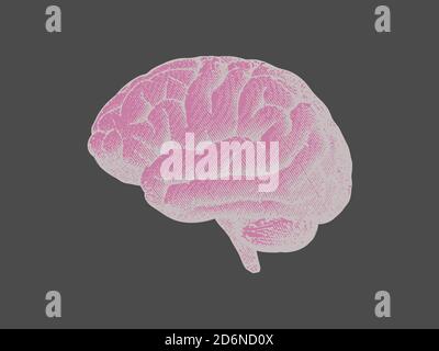 Side view brain engraving drawing illustration in monochrome isolated ...