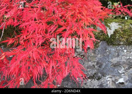 Bright red autumnal trees. Vibrant red autumn leaves growing from trees and shrubs. Stunning vibrant red acer growing in small garden. Autumn UK.