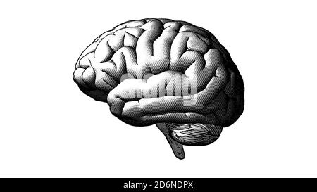Brain side view engraving drawing crosshatch in monochrome isolated on white background Stock Photo