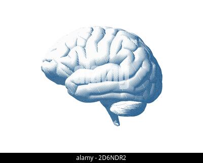 Blue human brain side view engraving in high contrast style isolated on white background Stock Photo