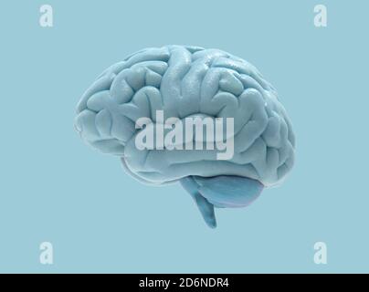 3D human brain rendering in side view isolated on pastel blue background with clipping mask for use in any background Stock Photo