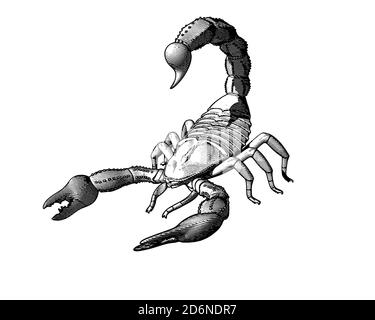 Scorpion engraving drawin in monochrome isolated on white background Stock Photo