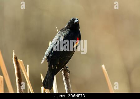 A male red-winged blackbird, Agelaius phoeniceus, perched on a cattail seed head in a wetland marsh in central Alberta, Canada Stock Photo