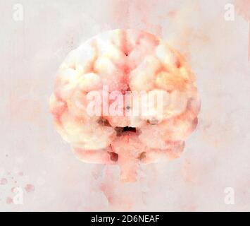 Anatomical Model of Human Pink Brain in Duotone Style on a blue ...
