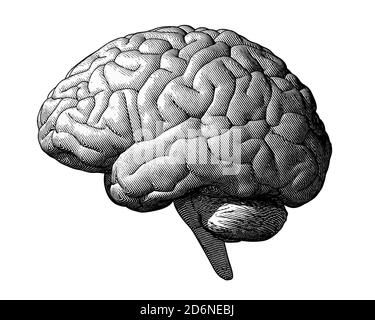 Monochrome engraving brain illustration in side view isolated on white background Stock Photo
