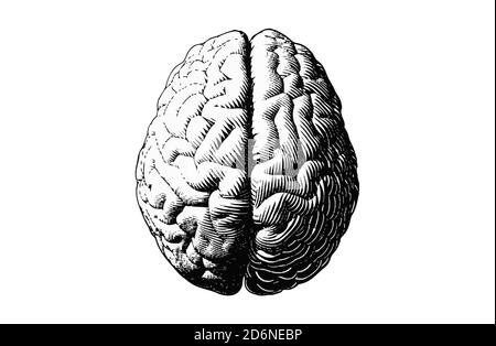 Monochrome engraving drawing brain in top view isolated on white ...
