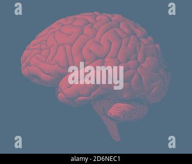 Pink engraving brain illustration in front view on light blue ...
