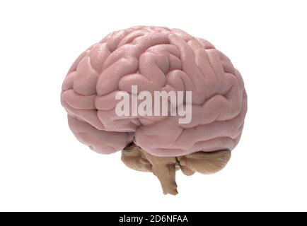 3D brain rendering illustration in perspective view isolated on white background with clipping path for die cut to use in any backdrop Stock Photo