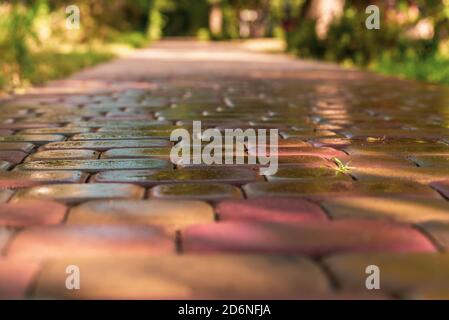 pink paving slab after rain for background Stock Photo