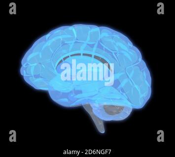 3D human brain graphic scan in side view isolated on dark background with clipping path for diecut to use in any backdrop Stock Photo