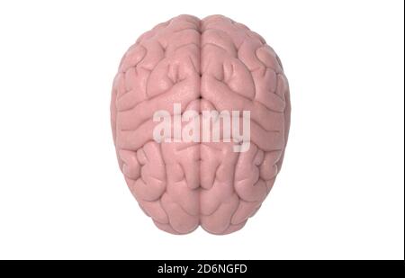 3D human brain rendering in top view isolated on white background with clipping path for diecut to use in any backdrop Stock Photo