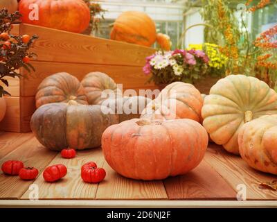 the harvest, autumn pumpkin different lifestyle. Stock Photo