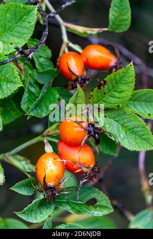 Red ripe rose hips on a branch in the autumn garden. Stock Photo