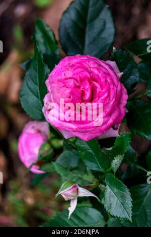 Pink beautiful rose bud in summer garden. Stock Photo