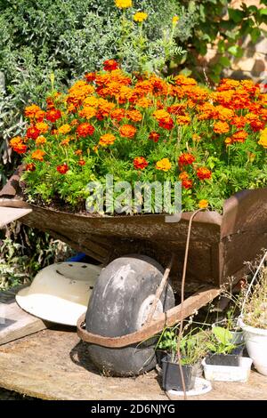 Multi-colored marigolds grow in an old wheelbarrow in the garden. Stock Photo
