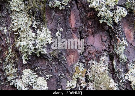 Tree bark texture close up with moss, oak. Stock Photo